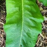 Inula racemosa Leaf