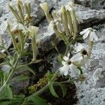 Silene andryalifolia Pokrój