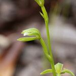 Megastylis rara Flower