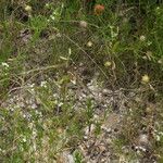 Stenaria nigricans Plante entière