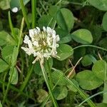 Trifolium repens Květ