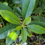 Photinia arbutifolia পাতা