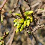 Forsythia intermedia Cvet