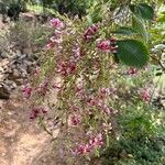 Lespedeza thunbergii Yeri