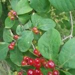 Lonicera xylosteum Fruit