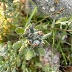 Filago pyramidata Maua