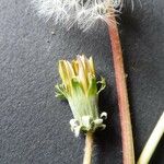 Taraxacum braun-blanquetii Flower