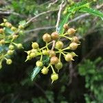 Azara lanceolata Frucht