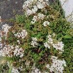 Sedum album অভ্যাস