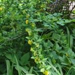 Berberis thunbergiiBlomst