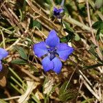 Delphinium staphisagria Blüte