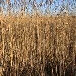 Phragmites australis Хабит