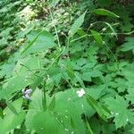 Lunaria rediviva Flower