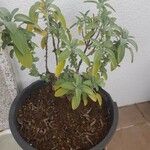Salvia officinalis Leht
