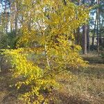 Betula pendulaОблик