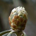 Rhododendron niveum Other