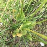 Parnassia palustris 葉
