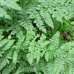 Dryopteris carthusiana Foglia