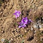 Romulea ligustica 花