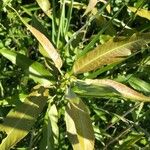 Salix eriocephala Leaf