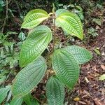 Miconia crenata Plante entière