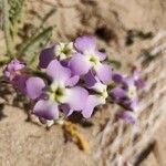 Matthiola tricuspidata 花