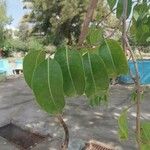 Cryptostegia grandiflora Leaf