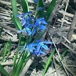 Scilla siberica Habitus