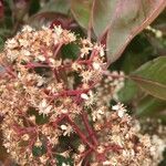 Photinia serrulataFlower