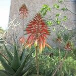 Aloe arborescens Õis