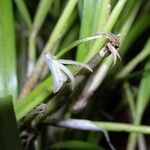 Scaphyglottis boliviensis Flor