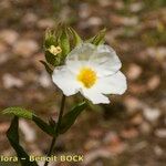 Cistus inflatus ശീലം