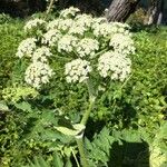 Heracleum lanatum Квітка