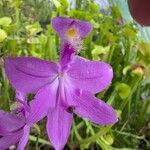 Calopogon tuberosus Flor