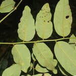 Dalbergia glomerata Leaf