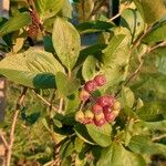 Aronia arbutifolia Feuille