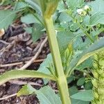 Veronica spicata Écorce