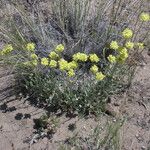 Eriogonum caespitosum Hábitos