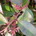 Leucothoe fontanesiana Други