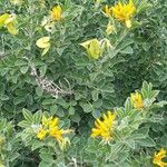 Medicago arborea Φρούτο