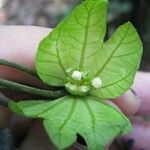 Dalechampia scandens Otro