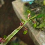 Bulbophyllum calyptratum Kwiat