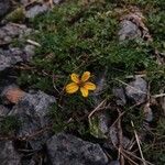 Bidens andicola Blüte