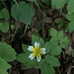 Limnanthes douglasii Λουλούδι