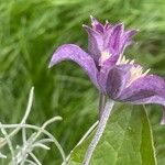 Clematis integrifolia Fleur
