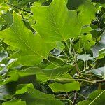 Liriodendron chinense 葉