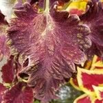 Coleus scutellarioides Blad