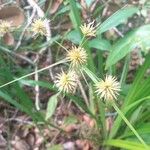 Rhynchospora holoschoenoides Flower