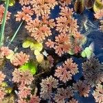 Azolla filiculoides Other