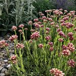 Antennaria rosea عادت